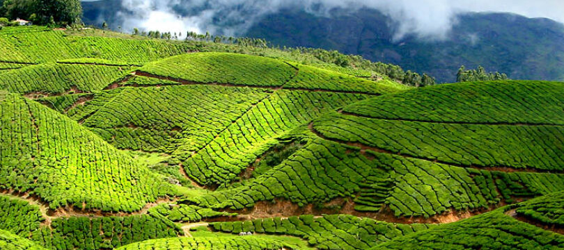 kausani-tea-estate-image-1-840x360